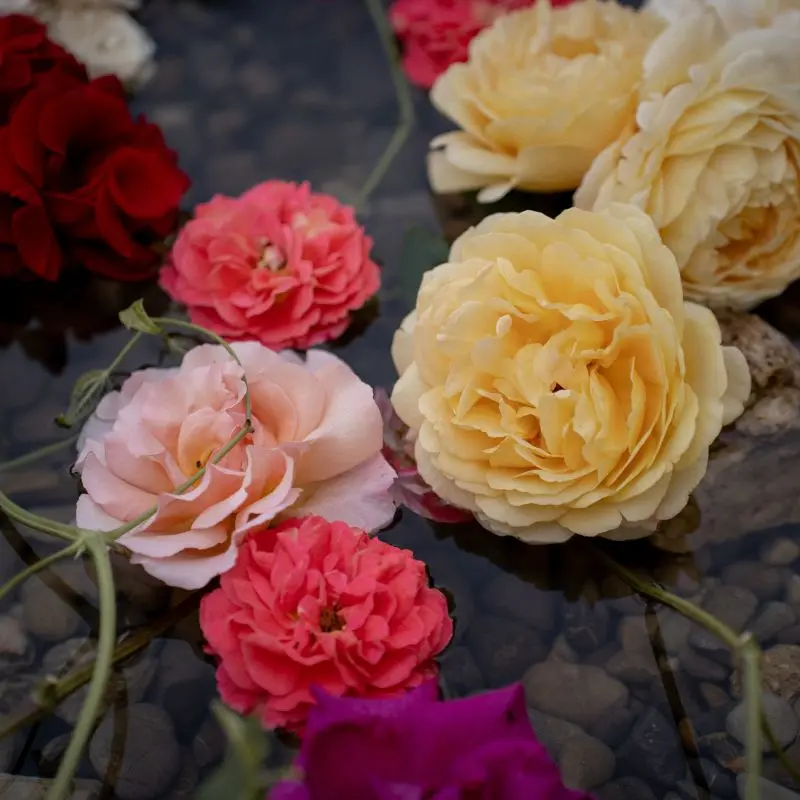 Noch 4 Tage im Zeichen der Rose
